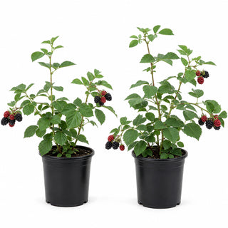 1 gal. Twilight Thornless Blackberry Plants – Live Fruiting Berry Bushes, 2-Pack