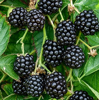 1 gal. Twilight Thornless Blackberry Plants – Live Fruiting Berry Bushes, 2-Pack