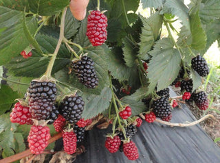 1 gal. Twilight Thornless Blackberry Plants – Live Fruiting Berry Bushes, 2-Pack