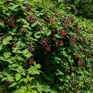 1 gal. Twilight Thornless Blackberry Plants – Live Fruiting Berry Bushes, 2-Pack