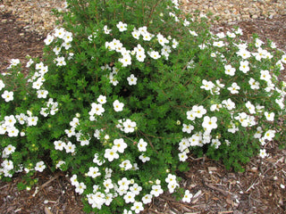 1 gal. White Potentilla Flowering Shrub with Very Cold Hardy Large Pure White Flowers