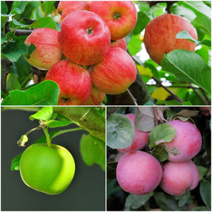 3-in-1 Apple Jubilee Tree - Different apple varieties grow on each of the 3 limbs! (2 years old and 3-4 feet tall.)