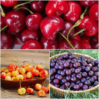 3-in-1 Cherry Jubilee Tree - Different cherry varieties grow on each of the 3 limbs! (2 years old and 3-4 feet tall.)