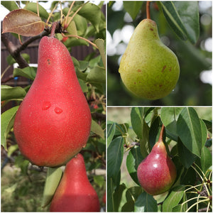 3-in-1 Pear Jubilee Tree - Different pear varieties grow on each 3 limb! (2 years old and 3-4 feet tall.)