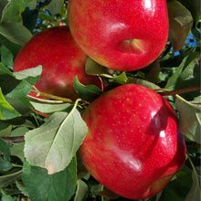 Dwarf Honeycrisp Apple Tree - The worlds best apple flavor, even better when homegrown. (2 years old and 3-4 feet tall.)