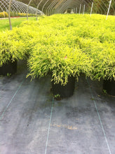 Kings Gold Threadbranch Cypress (1 Gallon) - Unique golden-tipped evergreen brings rich permanent color to any landscape!