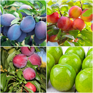 4-in-1 Plum Jubilee Tree with 4 Different Plum Varieties Growing On 1 Tree
