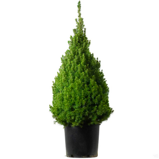 5 Gal. Dwarf Alberta Spruce Shrub