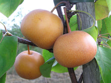 Dwarf Chojuro Asian Pear Tree - Humongous butterscotch flavored fruit! (2 years old and 3-4 feet tall.)