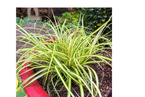 1 Gal. Evergold Japanese Sedge Grass with Gold and Green Striped Cascading Blades