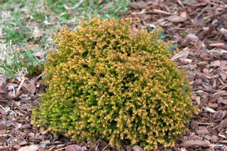 1 Gal. Rheingold Arborvitae Shrub