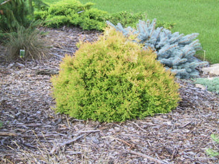 1 Gal. Rheingold Arborvitae Shrub