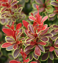 1 Gal. Admiration Barberry Shrub with Bright Red Leaves Trimmed in Neon Yellow