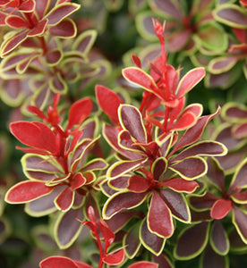 1 Gal. Admiration Barberry Shrub with Bright Red Leaves Trimmed in Neon Yellow