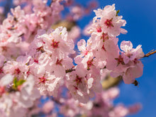 Akebono Cherry Blossom Tree (Bare Root, 3 ft. to 4 ft. Tall)