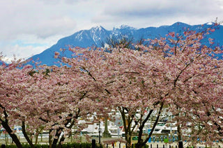 Akebono Cherry Blossom Tree (Bare Root, 3 ft. to 4 ft. Tall)