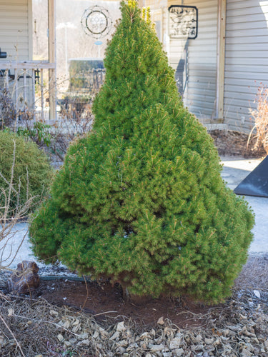 Dwarf Alberta Spruce Shrub (1 Gal) - Aromatic and soft evergreen foliage, almost no maintenance required!