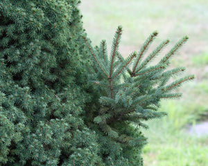 Dwarf Alberta Spruce Shrub (1 Gal) - Aromatic and soft evergreen foliage, almost no maintenance required!
