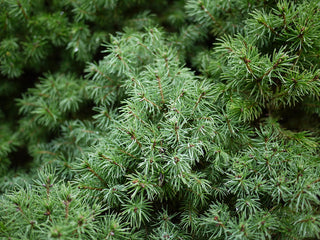Dwarf Alberta Spruce Shrub (1 Gal) - Aromatic and soft evergreen foliage, almost no maintenance required!