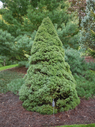 Dwarf Alberta Spruce Shrub (1 Gal) - Aromatic and soft evergreen foliage, almost no maintenance required!