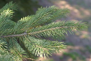 Dwarf Alberta Spruce Shrub (1 Gal) - Aromatic and soft evergreen foliage, almost no maintenance required!