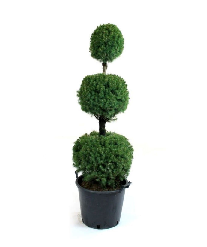 3 gal. Alberta Spruce Shrub with Formal Poodle Topiary Shape
