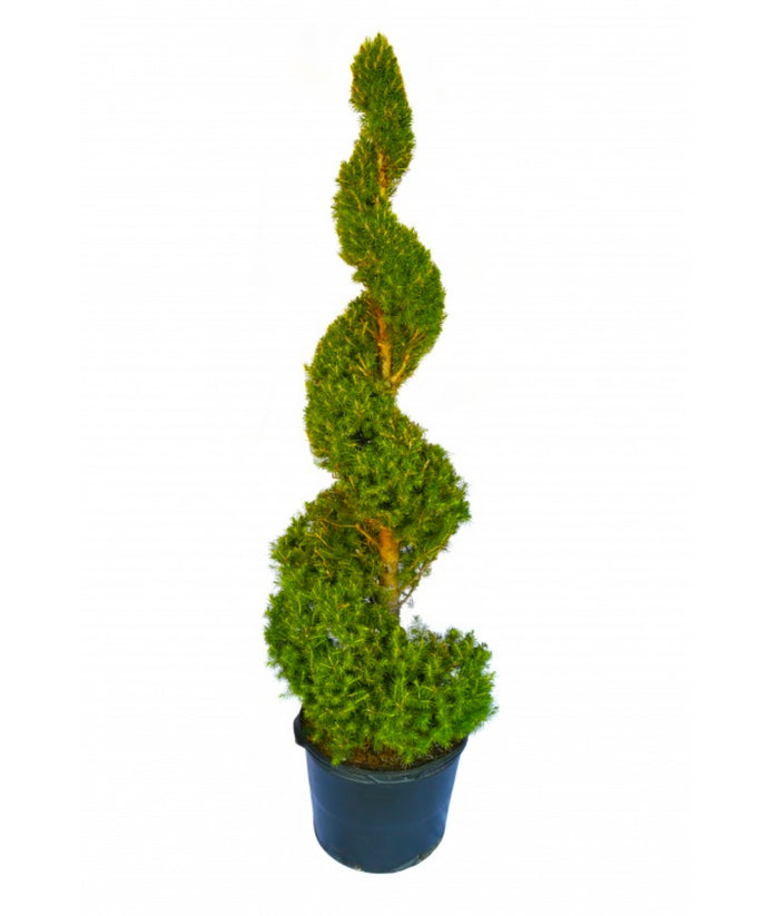 5 gal. Dwarf Alberta Spruce Shrub with Formal Topiary Spiral