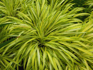 1 Gal. All Gold Japanese Forest Grass - a Bright Golden, Graceful Groundcover with Striking Color