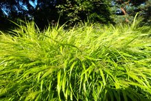 1 Gal. All Gold Japanese Forest Grass - a Bright Golden, Graceful Groundcover with Striking Color