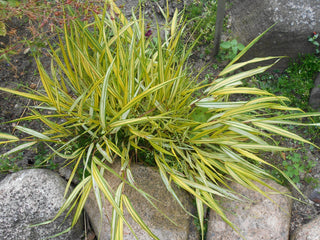 1 Gal. All Gold Japanese Forest Grass - a Bright Golden, Graceful Groundcover with Striking Color
