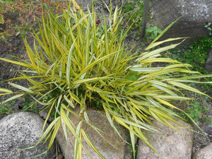 1 Gal. All Gold Japanese Forest Grass - a Bright Golden, Graceful Groundcover with Striking Color