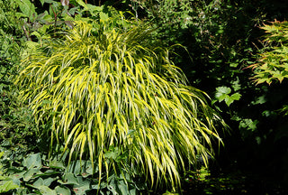 1 Gal. All Gold Japanese Forest Grass - a Bright Golden, Graceful Groundcover with Striking Color