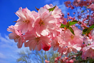 Amanogawa Cherry Blossom Tree (Bare Root, 3 ft. to 4 ft. Tall)