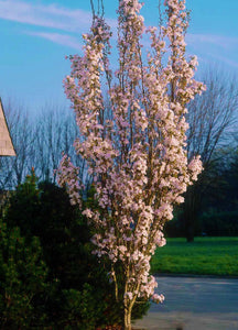 Amanogawa Cherry Blossom Tree (Bare Root, 3 ft. to 4 ft. Tall)