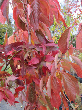 Amanogawa Cherry Blossom Tree (Bare Root, 3 ft. to 4 ft. Tall)