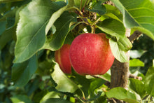 Ambrosia Bare Root Apple Tree