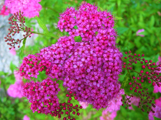 Anthony Waterer Spirea Shrub (1 Gal)- Huge pyramidal clusters of rose-pink flowers, dense spreading green foliage.