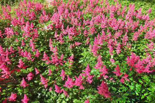 Anthony Waterer Spirea Shrub (1 Gal)- Huge pyramidal clusters of rose-pink flowers, dense spreading green foliage.