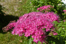 Anthony Waterer Spirea Shrub (1 Gal)- Huge pyramidal clusters of rose-pink flowers, dense spreading green foliage.