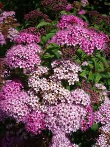 Anthony Waterer Spirea Shrub (1 Gal)- Huge pyramidal clusters of rose-pink flowers, dense spreading green foliage.