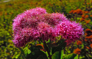 Anthony Waterer Spirea Shrub (1 Gal)- Huge pyramidal clusters of rose-pink flowers, dense spreading green foliage.