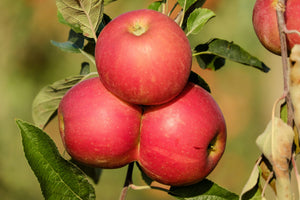 3-in-1 Apple Jubilee Tree - Different apple varieties grow on each of the 3 limbs! (2 years old and 3-4 feet tall.)
