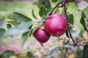 Double-Apple Twist Tree - 2 varieties of apples growing on 1 tree! (2 years old and 3-4 feet tall.)