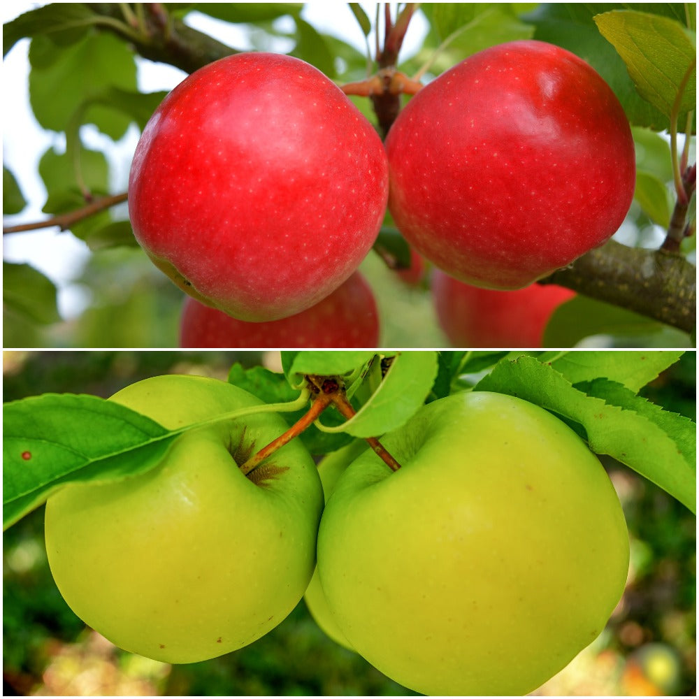 Apple Key Tree Two Double-Apple Twist Tree - 2 varieties of apples growing on 1 tree! (2 ...