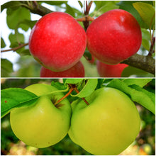 Double-Apple Twist Tree - 2 varieties of apples growing on 1 tree! (2 years old and 3-4 feet tall.)