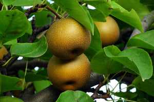 Asian Double-Pear Twist Tree - 2 different Asian Pears growing on 1 tree!