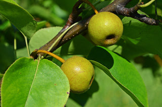 Asian Double-Pear Twist Tree - 2 different Asian Pears growing on 1 tree!