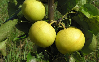 Asian Double-Pear Twist Tree - 2 different Asian Pears growing on 1 tree!