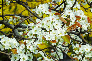 Hosui Asian Pear Tree - Juicier and sweeter than any normal pear! (2 years old and 3-4 feet tall.)