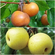 Asian Double-Pear Twist Tree - 2 different Asian Pears growing on 1 tree!